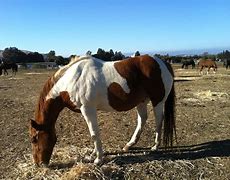 Image result for Paint Horse Patterns