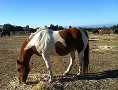 Image result for Paint Horse Patterns