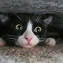 Image result for Balck Funny Cat