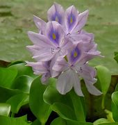 Image result for Water Garden Plants