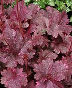 Image result for Heuchera Midnight Rose