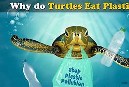 Image result for Turtle Eating Plastic Meme