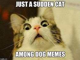 Image result for Scared Cat Mem