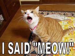 Image result for You Said Cat Meme