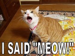 Image result for Funny Meow