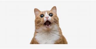 Image result for Funny Cat Face No Background