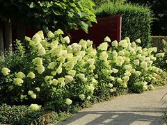 Hydrangea paniculata limelight 的图像结果