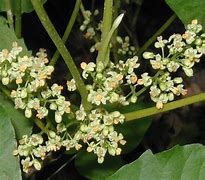 Image result for Flowering Poison Ivy