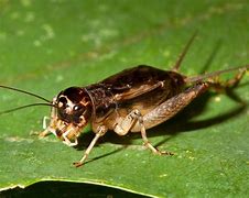 Image result for Night Cricket Bug