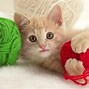 Image result for I Heart Cats Phone Wallpaper