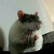 Image result for Rat Close Up Meme