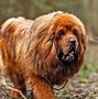 Image result for Awesome Dog 2