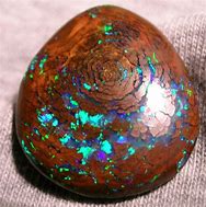Image result for Petrified Wood Opal