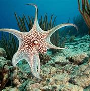 Image result for Octopus Shape