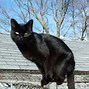 Image result for J5 Black Cat