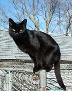 Image result for Black Cat with Long Paws Meme