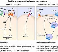 Image result for Acessory Cell