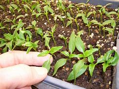 Image result for Pepper Plant Seedlings