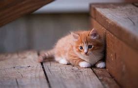 Image result for Kitty Wallpaper HD