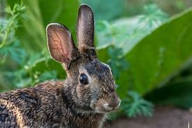 Image result for Rabbit Ear Buds