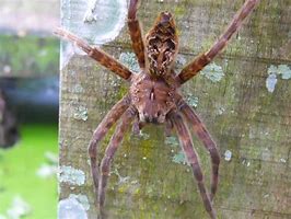 Image result for Large Florida Spiders