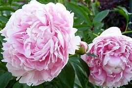 Image result for Paeonia Sarah Bernhardt (Lactif-D-Group)