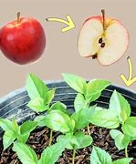 Image result for Red Apple Seeds