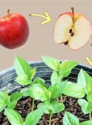 Image result for Planting Apple Trees