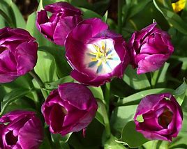 Tulipa Negrita 的图像结果