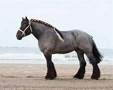 Image result for Dutch Draft Horse Breed