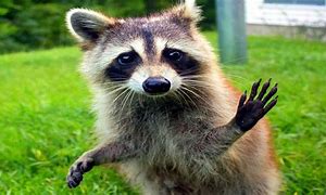 Image result for Raccoon Computer Wallpaper Funny