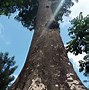Image result for Biggest Tree in Africa