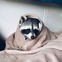 Image result for Funny Raccoon Wallpaper