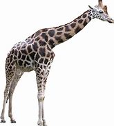 Image result for Foregin Animals