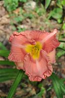 Image result for Hemerocallis Strawberry Candy