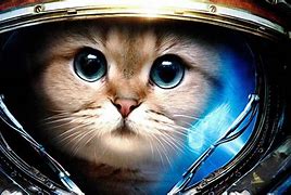 Image result for Space Cat Film