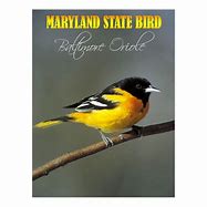 Image result for Maryland Oriole