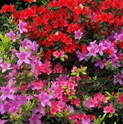 Image result for Azalea (J) Vuyks Scarlet