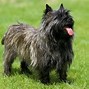 Image result for Huffy Dog Breed