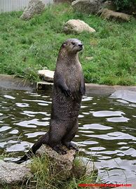 Image result for European Otter