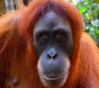 Image result for Female Orangutan