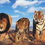 Image result for Tiger Next to Lion
