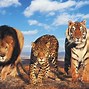 Image result for Lion vs Tiger