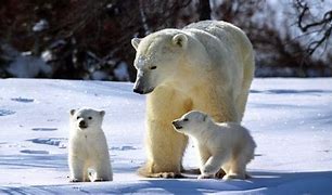 Image result for Tundra Animals Polar Bear