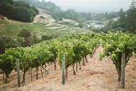 Image result for Newton Chardonnay Auction Napa Valley Carneros