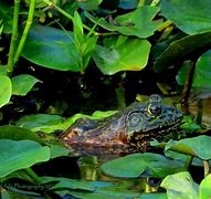 Image result for Bull Frog Camofluage