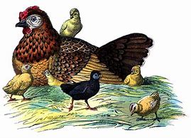Image result for Vintage Chicken Art