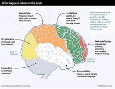 Image result for Human Mind Map