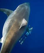 Image result for Scott Forstall Shark Picture