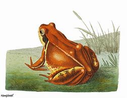 Image result for Frog and Toad Illustrations